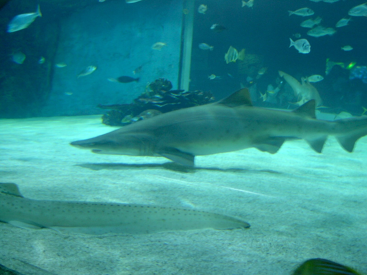 Gli squali nella grande vasca del Tropicario di Budapest